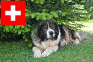 Scopri di più sull'articolo Allevatore di cani da pastore del Caucaso e cuccioli in Svizzera