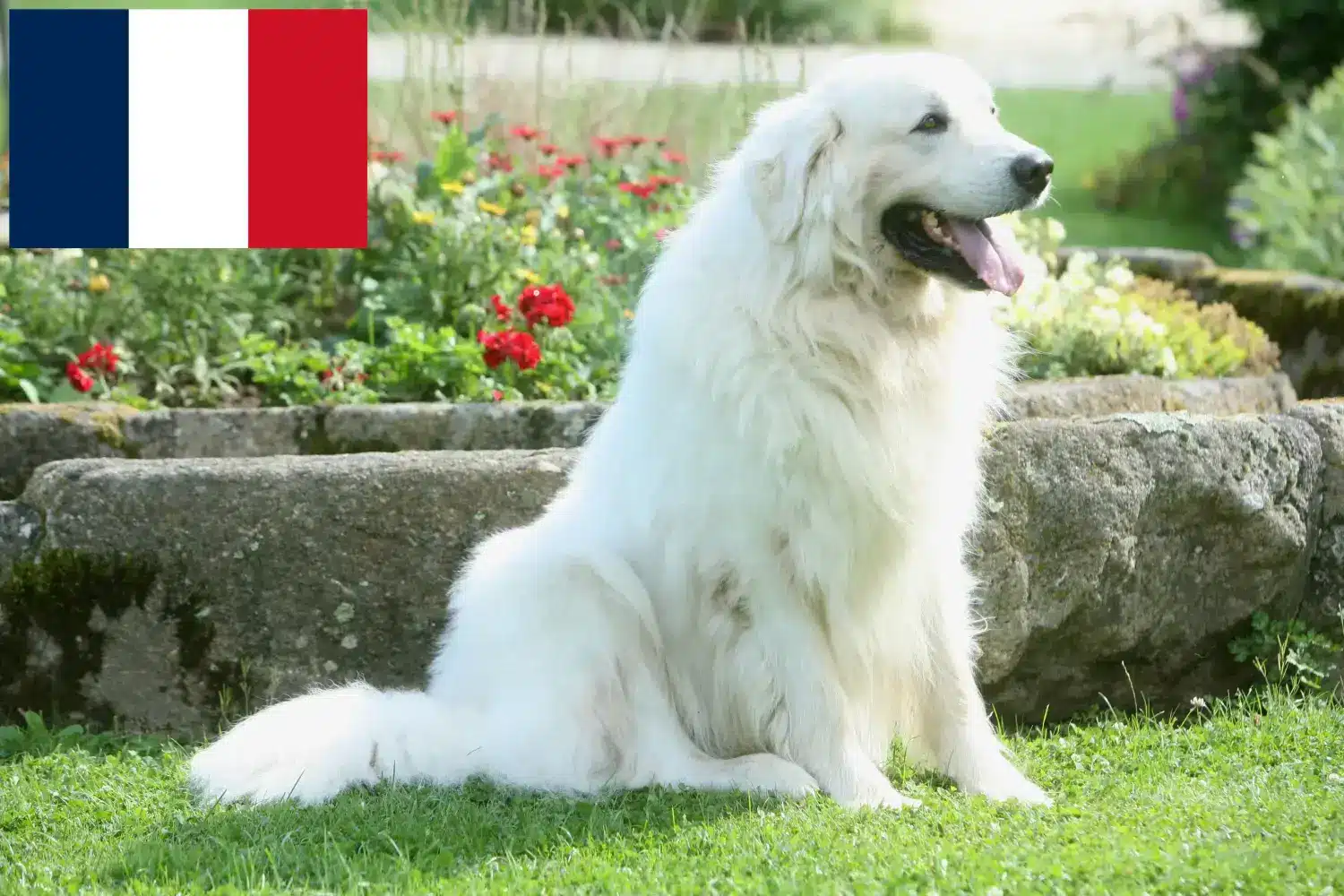 Scopri di più sull'articolo Allevatori di cani da pastore di razza Tatra e cuccioli in Francia