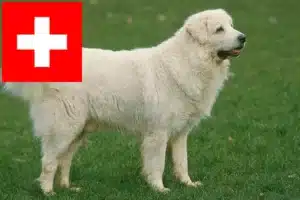 Scopri di più sull'articolo Allevatori di cani da pastore Tatra e cuccioli in Svizzera