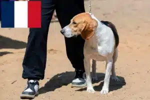 Scopri di più sull'articolo Allevatore di cani di pianura svizzeri e cuccioli in Francia