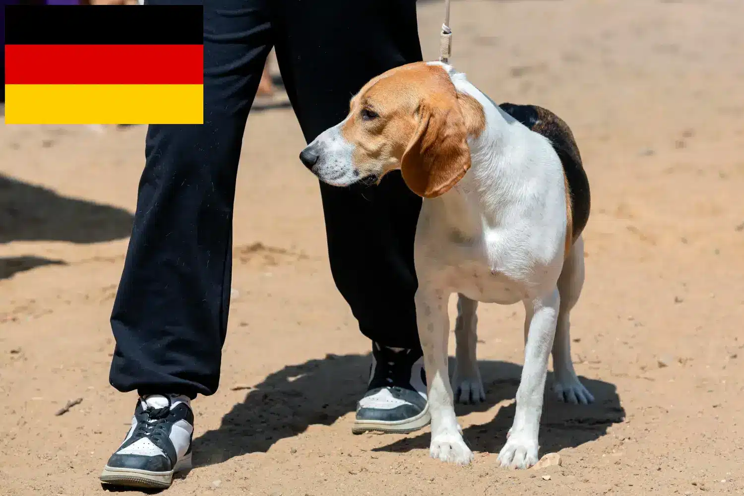 Scopri di più sull'articolo Allevatore di cani di bassa montagna e cuccioli in Germania