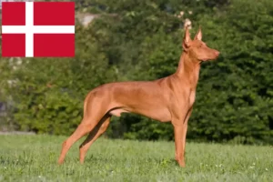 Scopri di più sull'articolo Allevatori e cuccioli di Pharaoh Hound in Danimarca