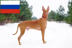 Scopri di più sull'articolo Allevatori di cani Faraone e cuccioli in Russia