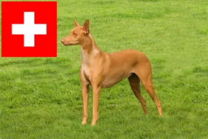 Scopri di più sull'articolo Allevatori e cuccioli di Pharaoh Hound in Svizzera