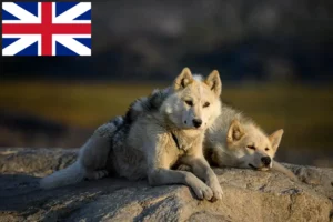 Scopri di più sull'articolo Allevatori di cani Groenlandia e cuccioli in Gran Bretagna