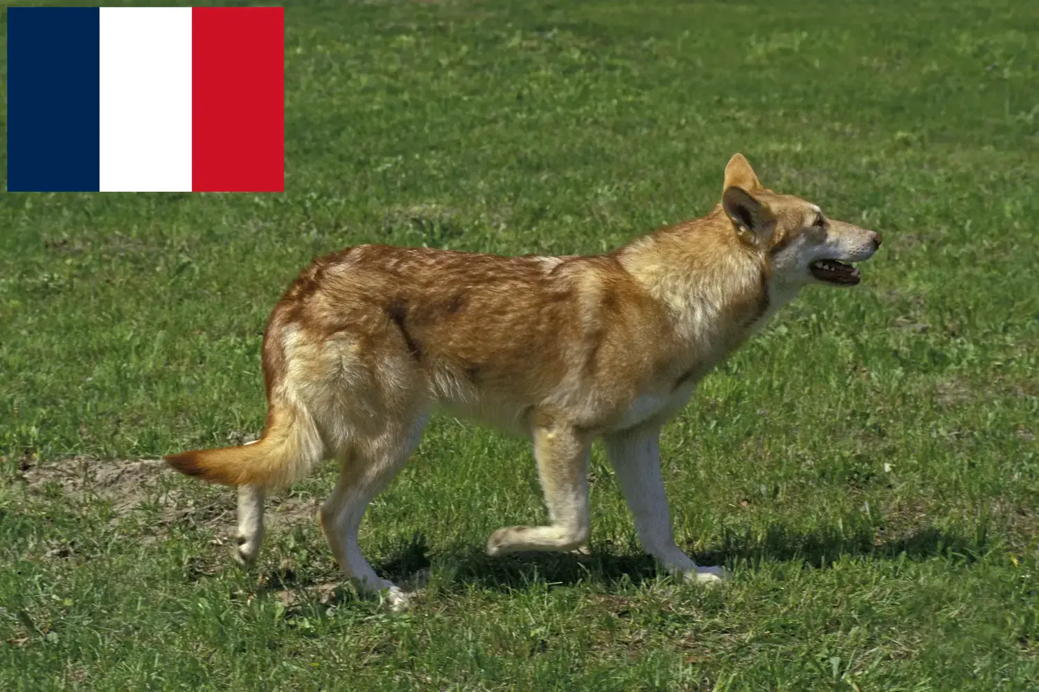 Scopri di più sull'articolo Allevatori di cani lupo Saarloos e cuccioli in Francia