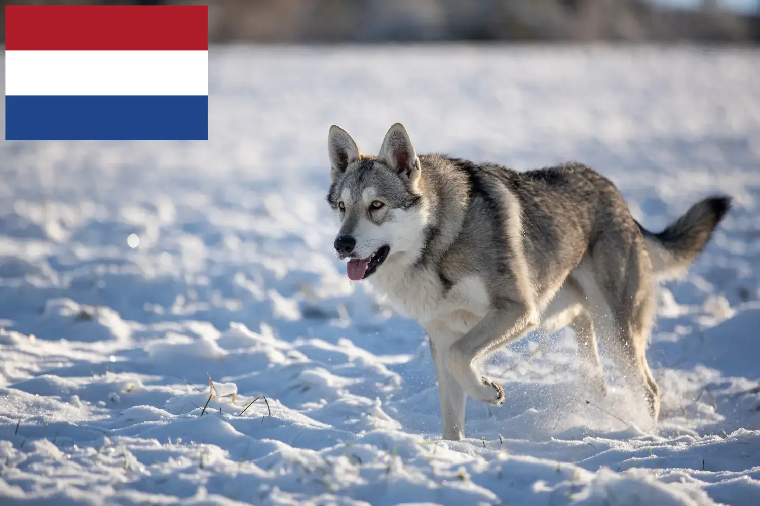Scopri di più sull'articolo Allevatori di cani lupo Saarloos e cuccioli nei Paesi Bassi