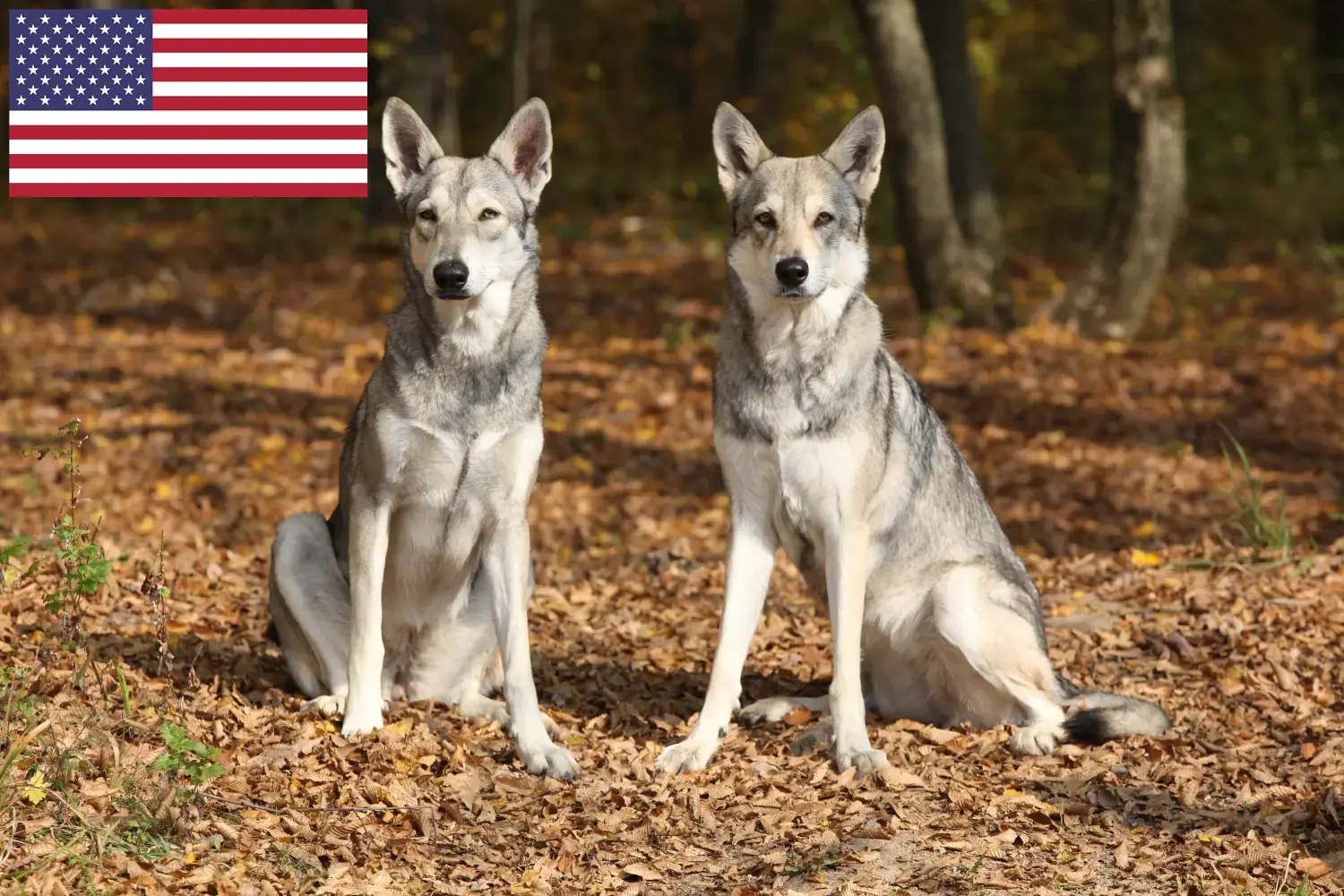 Scopri di più sull'articolo Allevatori di cani lupo Saarloos e cuccioli in USA
