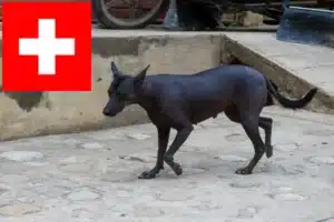 Scopri di più sull'articolo Allevatore di cani senza pelo peruviani e cuccioli in Svizzera