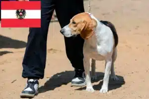 Scopri di più sull'articolo Allevatori di cani di bassa montagna e cuccioli in Austria