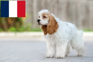 Scopri di più sull'articolo Allevatori di Cocker Spaniel Americani e cuccioli in Francia