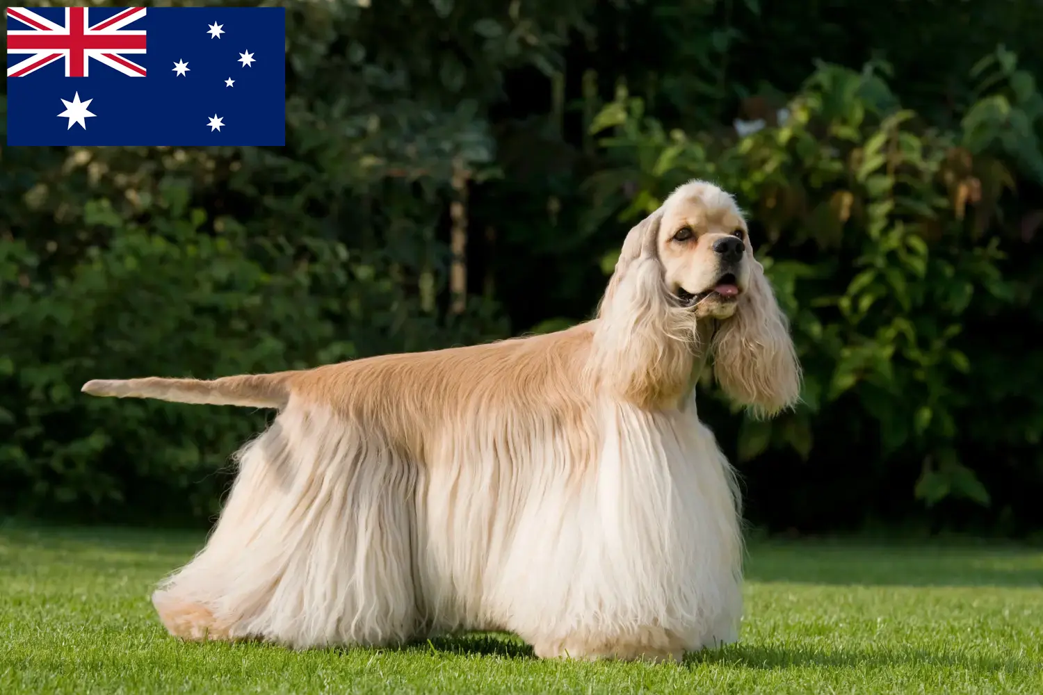 Scopri di più sull'articolo Allevatori di Cocker Spaniel Americano e cuccioli in Australia