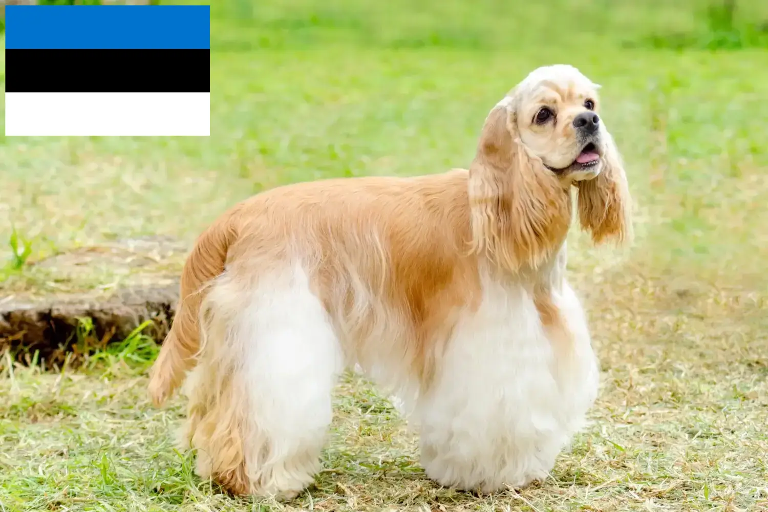 Scopri di più sull'articolo Allevatori di Cocker Spaniel Americani e cuccioli in Estonia