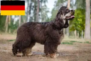 Scopri di più sull'articolo Allevatori di Cocker Spaniel Americani e cuccioli in Germania