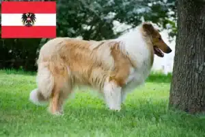 Scopri di più sull'articolo Allevatori di Collie e cuccioli in Austria