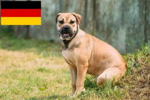 Scopri di più sull'articolo Allevatori e cuccioli di Ca de Bou in Germania
