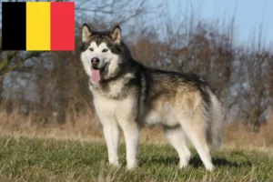 Scopri di più sull'articolo Allevatori di Alaskan Malamute e cuccioli in Belgio