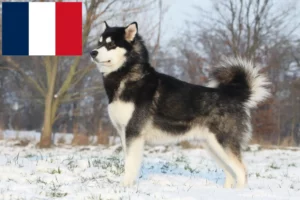 Scopri di più sull'articolo Allevatori e cuccioli di Alaskan Malamute in Francia