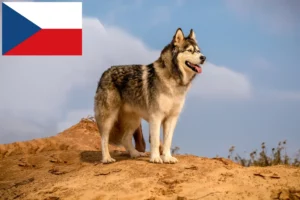 Scopri di più sull'articolo Allevatori di Alaskan Malamute e cuccioli in Repubblica Ceca