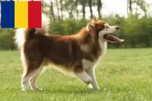 Scopri di più sull'articolo Allevatori di Alaskan Malamute e cuccioli in Romania