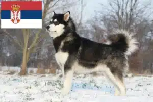 Scopri di più sull'articolo Allevatori di Alaskan Malamute e cuccioli in Serbia