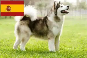 Scopri di più sull'articolo Allevatori di Alaskan Malamute e cuccioli in Spagna