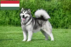 Scopri di più sull'articolo Allevatori di Alaskan Malamute e cuccioli in Ungheria