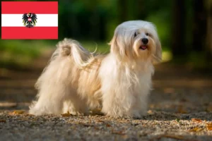 Scopri di più sull'articolo Allevatori e cuccioli di Havanese in Austria