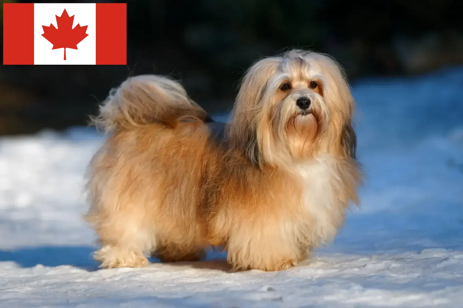 Scopri di più sull'articolo Allevatori di Havanese e cuccioli in Canada