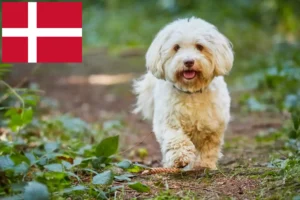 Scopri di più sull'articolo Allevatori e cuccioli di Havanese in Danimarca