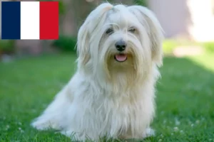 Scopri di più sull'articolo Allevatori e cuccioli di Havanese in Francia