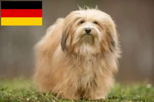 Scopri di più sull'articolo Allevatori e cuccioli di Havanese in Germania