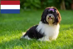 Scopri di più sull'articolo Allevatori e cuccioli di Havanese nei Paesi Bassi