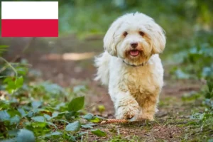 Scopri di più sull'articolo Allevatori e cuccioli di Havanese in Polonia