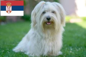 Scopri di più sull'articolo Allevatori e cuccioli di Havanese in Serbia