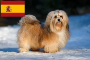 Scopri di più sull'articolo Allevatori e cuccioli di Havanese in Spagna