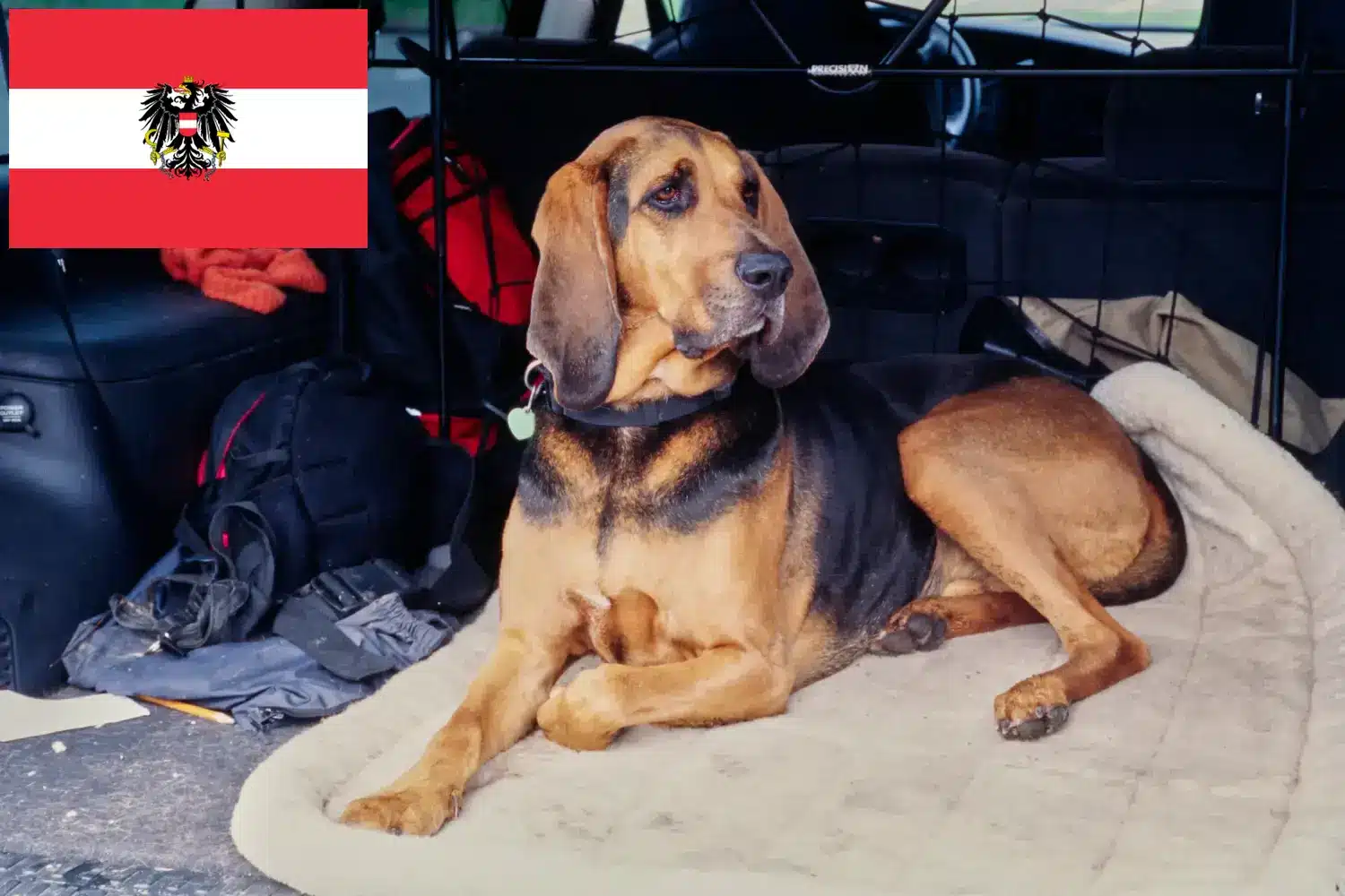 Scopri di più sull'articolo Allevatori di Bloodhound e cuccioli in Austria