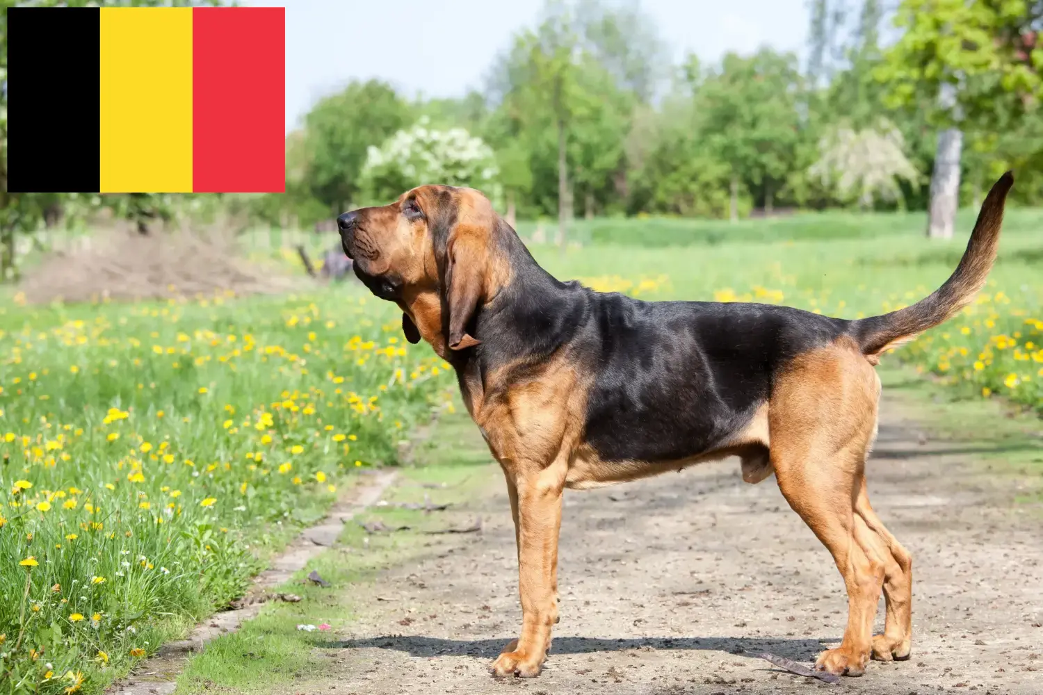 Scopri di più sull'articolo Allevatori e cuccioli di Bloodhound in Belgio