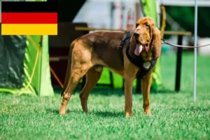 Scopri di più sull'articolo Allevatori di Bloodhound e cuccioli in Germania