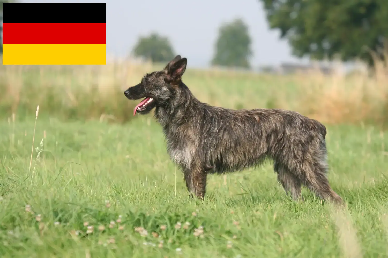 Scopri di più sull'articolo Allevatori di Bouvier des Ardennes e cuccioli in Germania