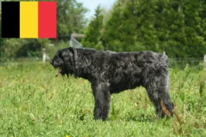 Scopri di più sull'articolo Allevatori di Bouvier des Flandres e cuccioli in Belgio