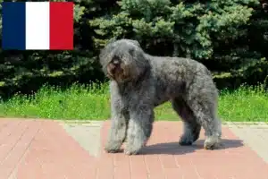 Scopri di più sull'articolo Allevatori di Bouvier des Flandres e cuccioli in Francia