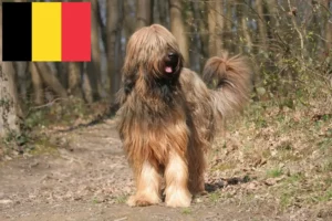 Scopri di più sull'articolo Allevatori e cuccioli di Briard in Belgio