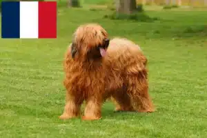 Scopri di più sull'articolo Allevatori e cuccioli di Briard in Francia