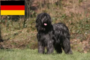 Scopri di più sull'articolo Allevatori di Briard e cuccioli in Germania