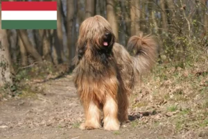 Scopri di più sull'articolo Allevatori e cuccioli di Briard in Ungheria