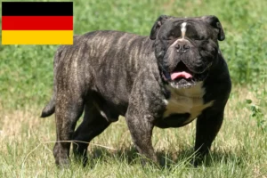 Scopri di più sull'articolo Allevatori di Olde English Bulldog e cuccioli in Germania