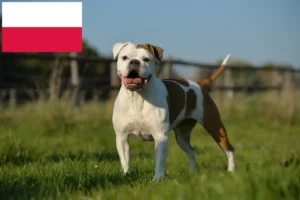 Scopri di più sull'articolo Allevatori e cuccioli di Olde English Bulldog in Polonia