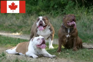 Scopri di più sull'articolo Allevatori di Olde English Bulldog e cuccioli in Canada