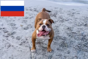 Scopri di più sull'articolo Allevatori e cuccioli di Olde English Bulldog in Russia